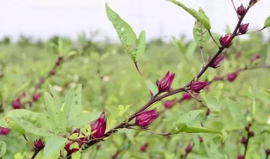 1582005584822259.jpg 8.jpg