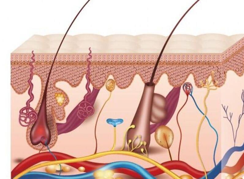紋繡培訓(xùn)：紋繡必學(xué)的皮膚知識(shí)