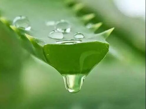 廣西美容護膚：蘆薈護膚過敏怎么辦