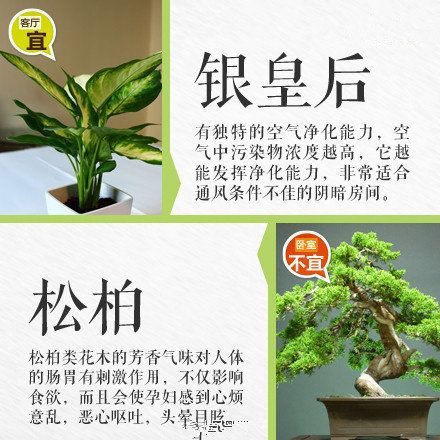 哪些綠植適合放在室內(nèi)？南寧花藝師培訓(xùn)學(xué)校盤點(diǎn)清單