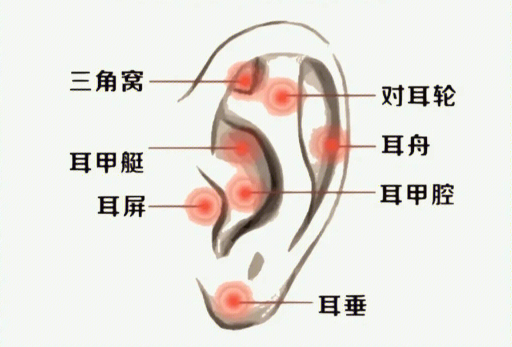 揉搓耳朵的好處，廣西美容經(jīng)絡(luò)培訓(xùn)班課程